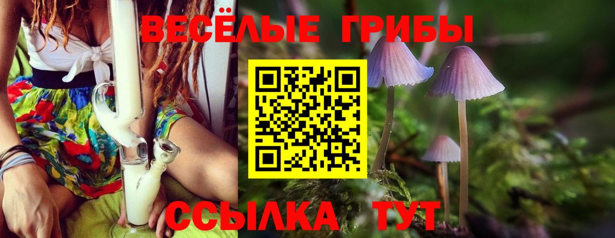 Псилоцибиновые грибы Psilocybe Муром